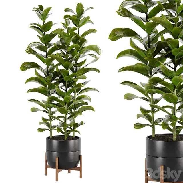 indoor plant Set 02 3D Model