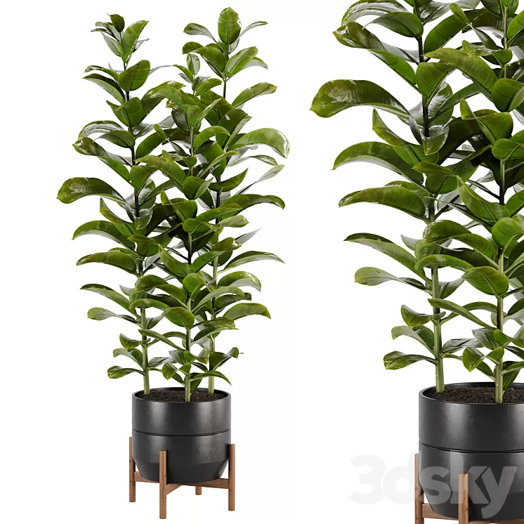 indoor plant Set 02 3D Model