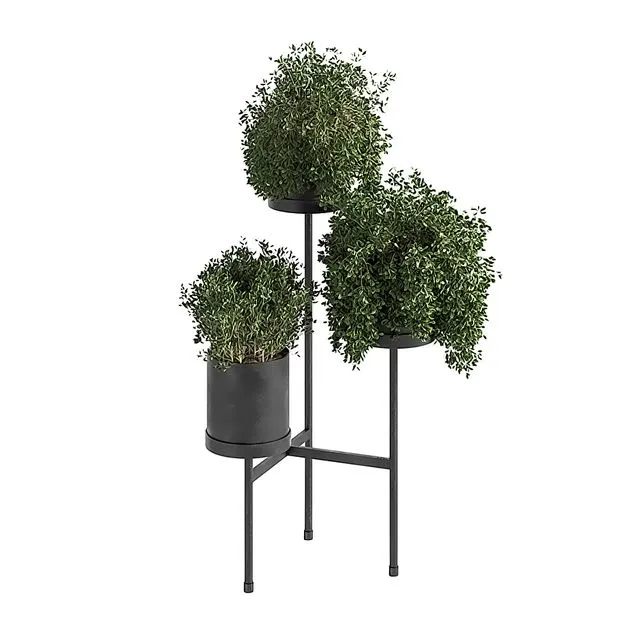 Indoor Plant Set 03 3D Model