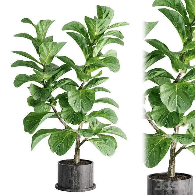 indoor plant Set 04 3D Model