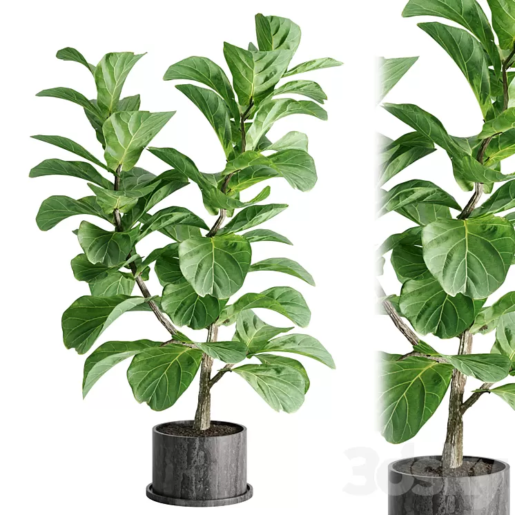 indoor plant Set 04 3D Model Free Download
