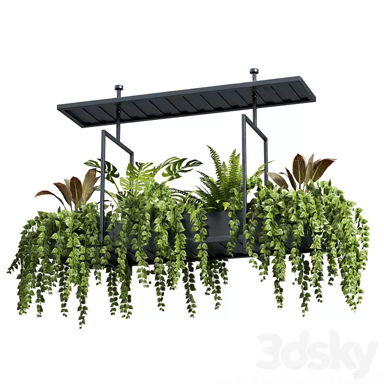 Indoor plant set 05-Hanging plants 3D Model Free Download