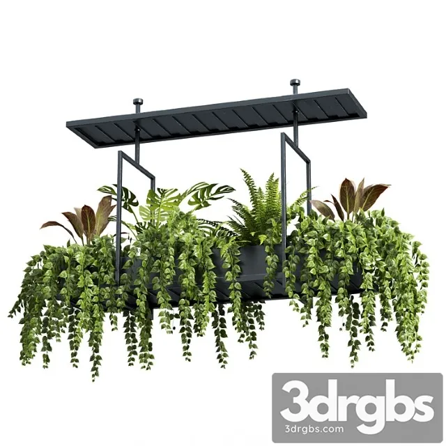 Indoor plant set 05-hanging plants Indoor plant set 05-hanging plants