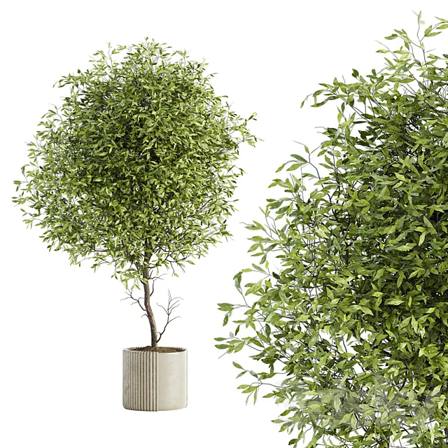 Indoor Plant Set 050 3D Model