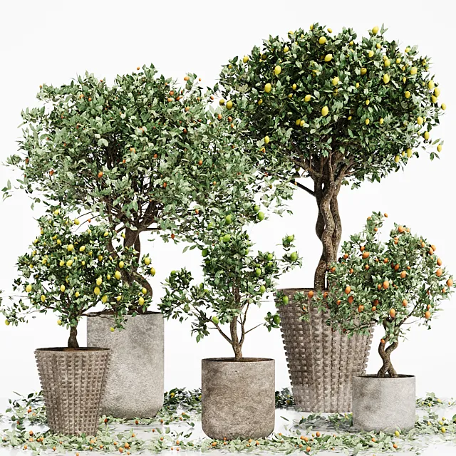 INDOOR PLANT SET 06 3D Model