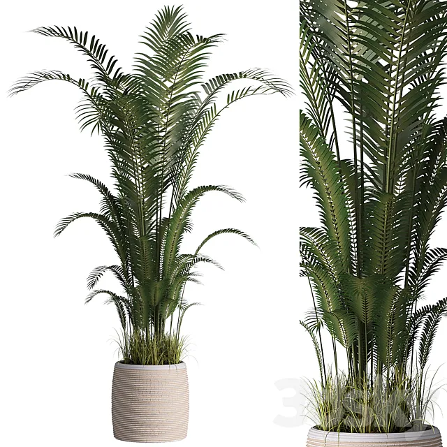 Indoor plant set 07 3D Model Indoor plant set 07 3D Model