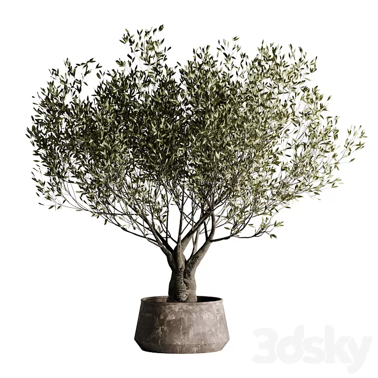 indoor plant set 09 3D Model Free Download