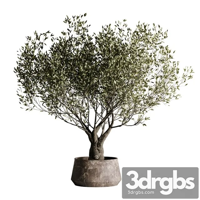 Indoor plant set 09 Indoor plant set 09