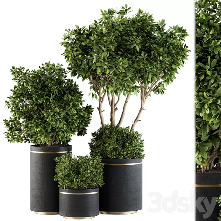 indoor Plant Set 105 – Black and Gold 3D Model indoor Plant Set 105 – Black and Gold 3D Model