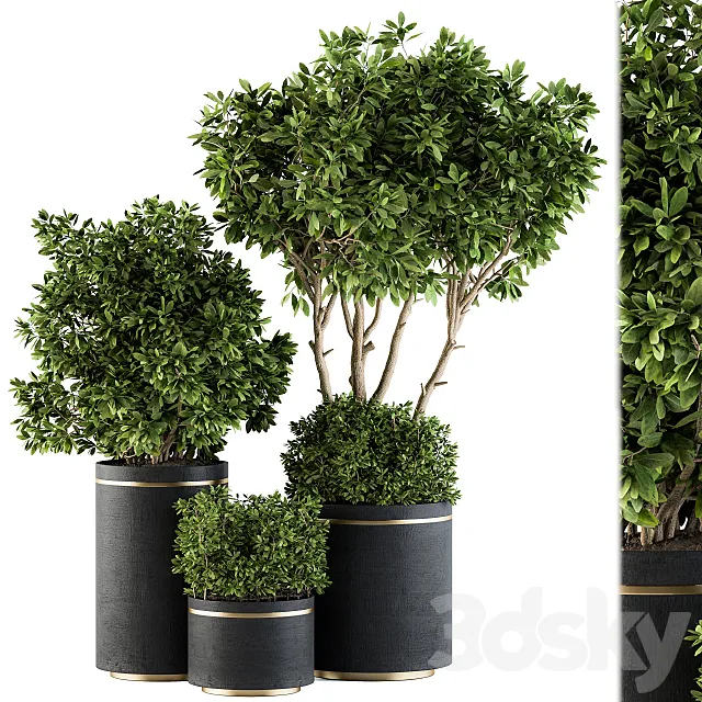 indoor Plant Set 105 – Black and Gold 3DModel