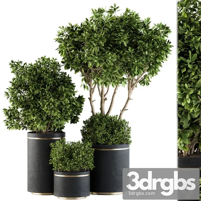 Indoor plant set 105 – black and gold Indoor plant set 105 – black and gold