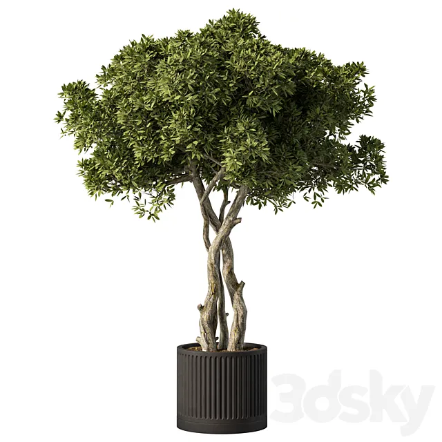 Indoor Plant Set.106 3D Model