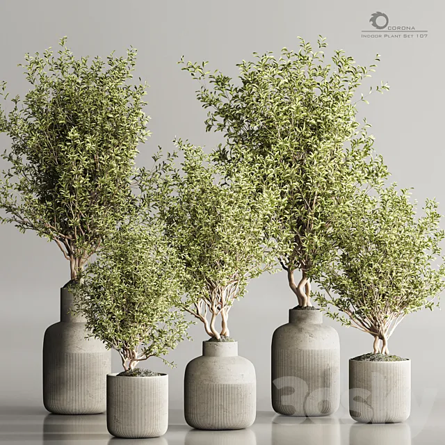 Indoor Plant Set 107 3D Model