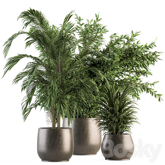 indoor Plant Set 112 – Tropical Plants 3D Model