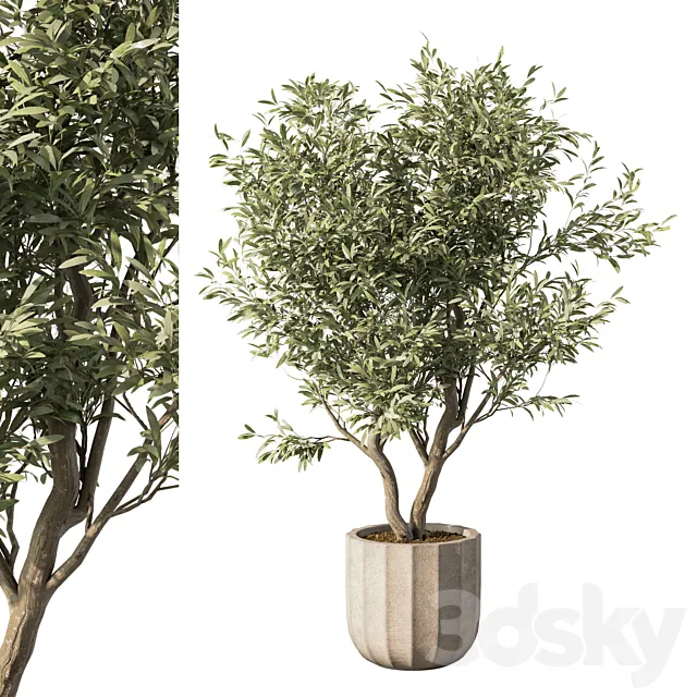 Indoor Plant Set.114 3D Model