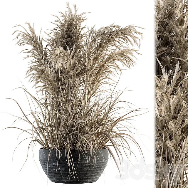 indoor Plant Set 114 – Dried Plant 3D Model