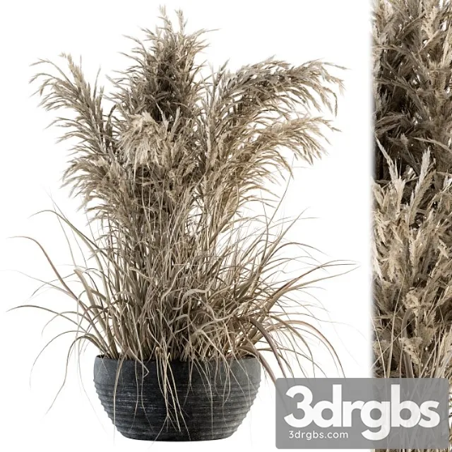 Indoor plant set 114 – dried plant