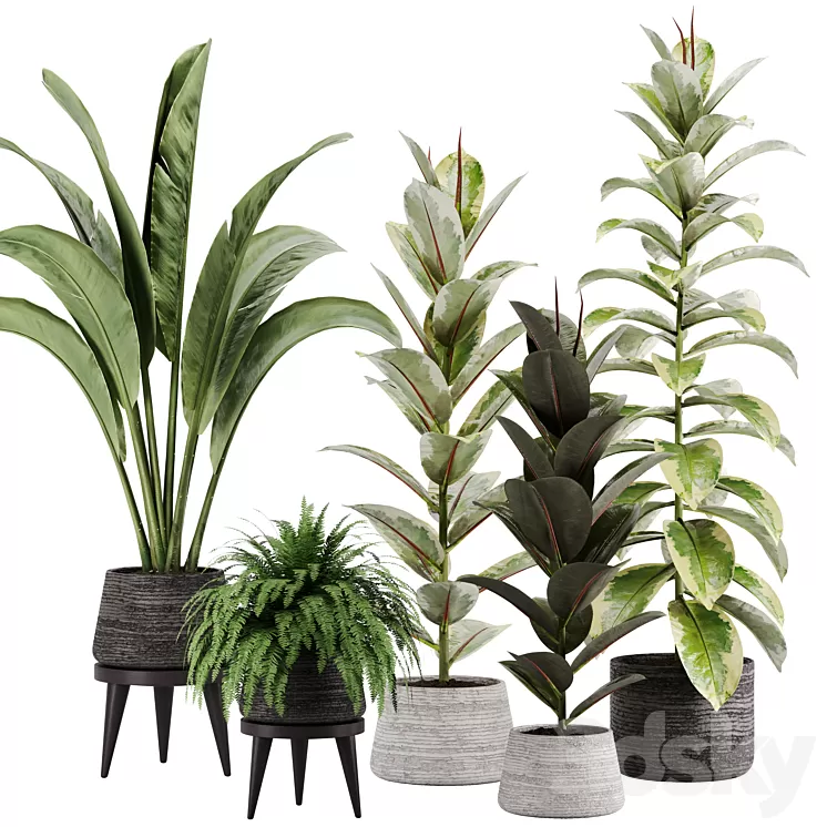 indoor plant Set 12 3D Model Free Download indoor plant Set 12 3D Model Free Download