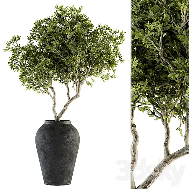 indoor Plant Set 128 – Tree in Pot 3DModel