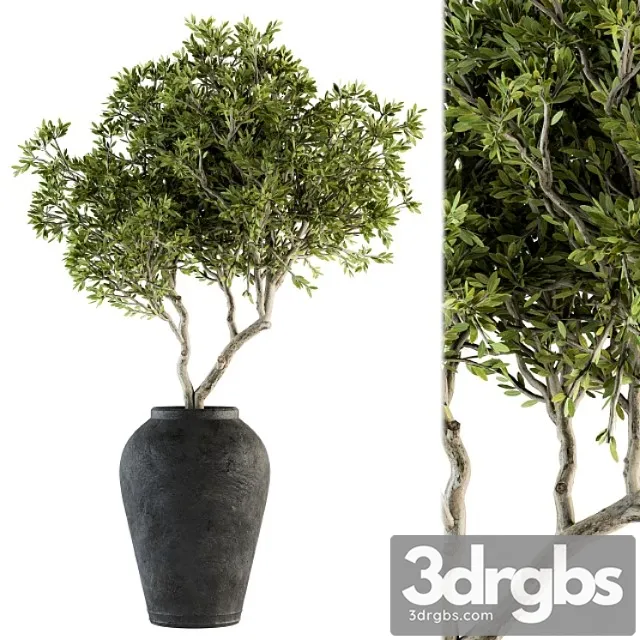 Indoor plant set 128 – tree in pot