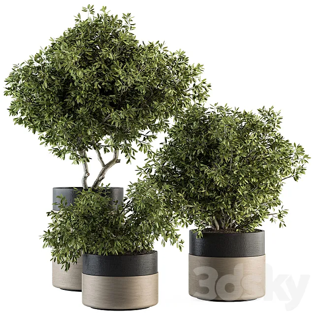 indoor Plant Set 130 – Tree in Pot 3D Model
