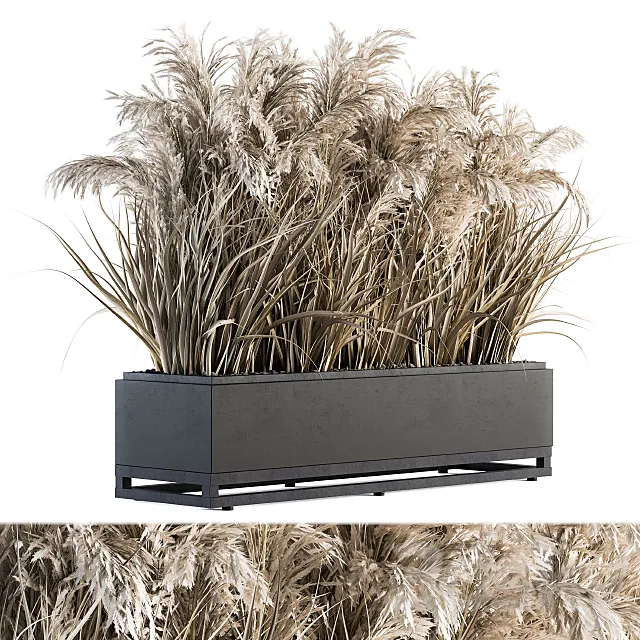indoor Plant Set 131 – Dried Plant box 3DModel
