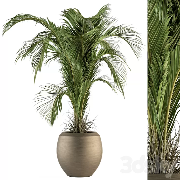 indoor Plant Set 132 – Tropical Plant 3D Model indoor Plant Set 132 – Tropical Plant 3D Model