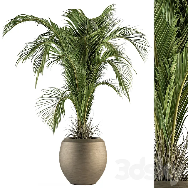 indoor Plant Set 132 – Tropical Plant 3DModel
