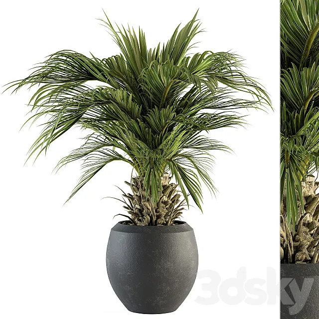 indoor Plant Set 133 – Palm Plant in Pot 3D Model