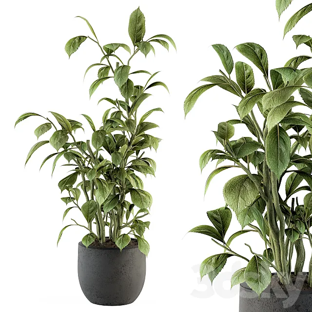 indoor Plant Set 135 – Schefflera Amate Plant 3D Model