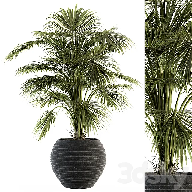 indoor Plant Set 137 – Tropical Plant 3D Model