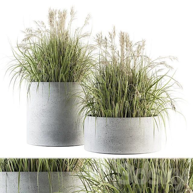 indoor Plant Set 139 – Indian Grass 3D Model