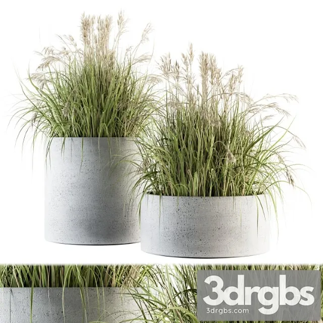 Indoor plant set 139 – indian grass Indoor plant set 139 – indian grass