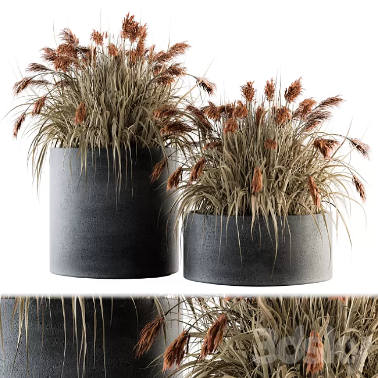 indoor Plant Set 140 – Indian Grass 3D Model indoor Plant Set 140 – Indian Grass 3D Model