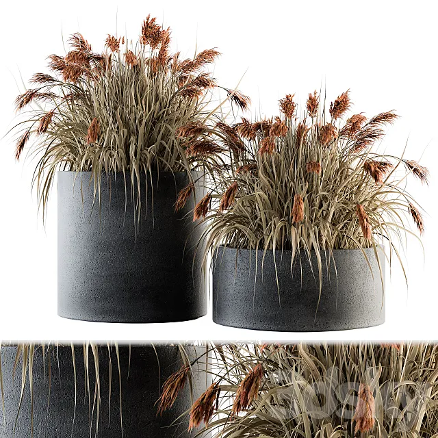 indoor Plant Set 140 – Indian Grass 3DModel
