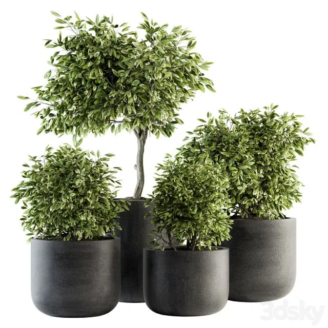 indoor Plant Set 141 – Plant in Pot 3D Model
