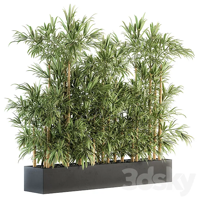 Indoor Plant Set 144 – Bamboo in Plant Box 3D Model