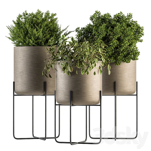 indoor Plant Set 149 – Plant in Pot 3D Model