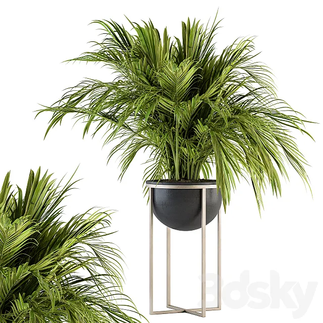 indoor Plant Set 158 – Tropical Plant 3D Model