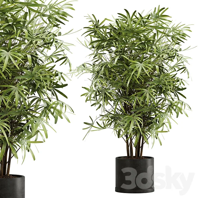 indoor plant Set 16 3DModel