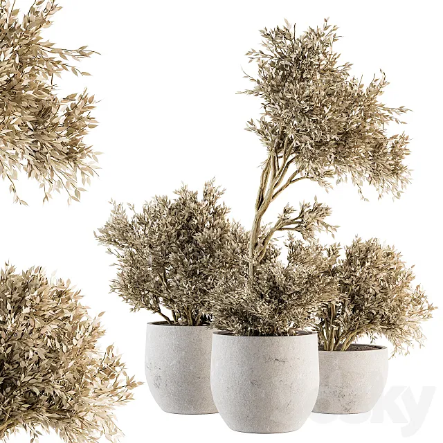 indoor Plant Set 171 – Dry Plants 3D Model