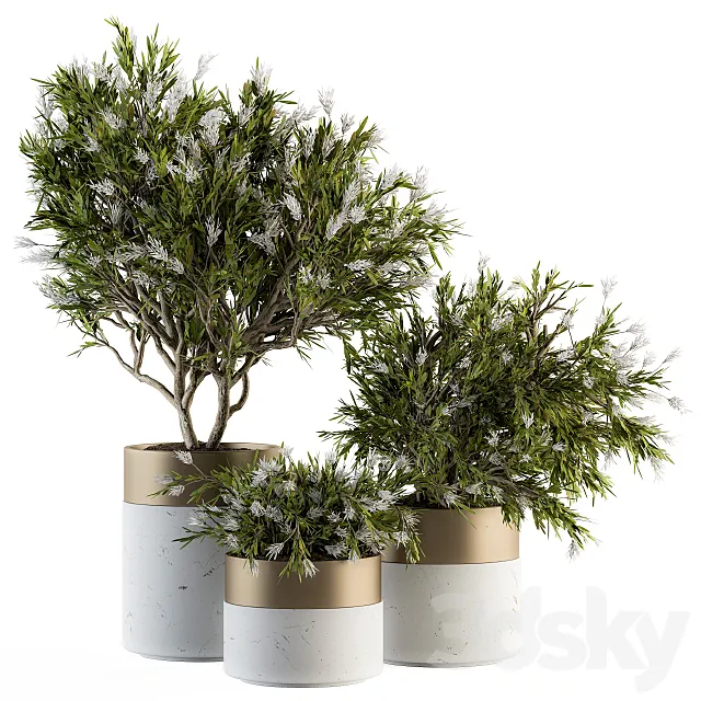 indoor Plant Set 181 – Flower Tree 3D Model
