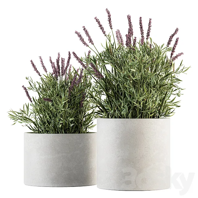 indoor Plant Set 183 – Lavender Bush 3D Model