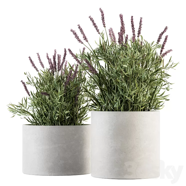 indoor Plant Set 183 – Lavender Bush 3D Model indoor Plant Set 183 – Lavender Bush 3D Model