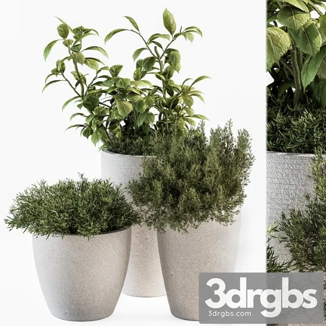 Indoor plant set 191 – plant in pot