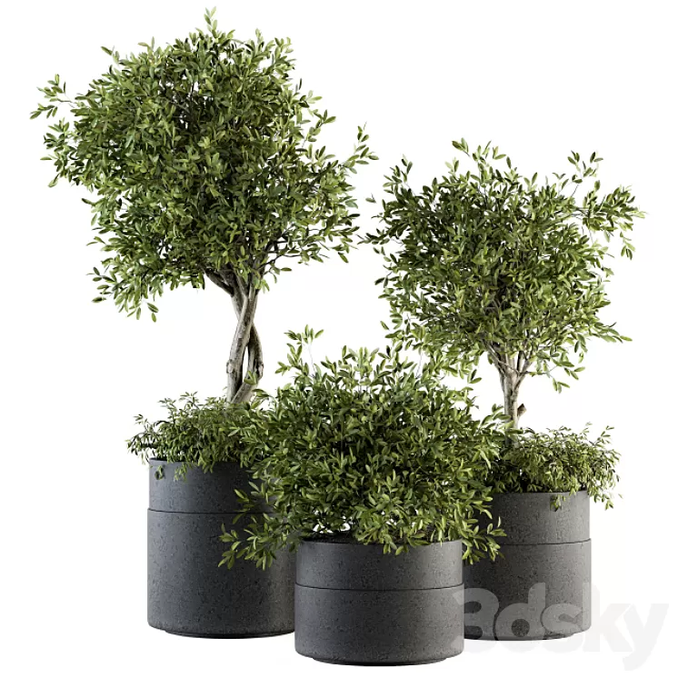 indoor Plant Set 193 – Tree in pot 3D Model indoor Plant Set 193 – Tree in pot 3D Model