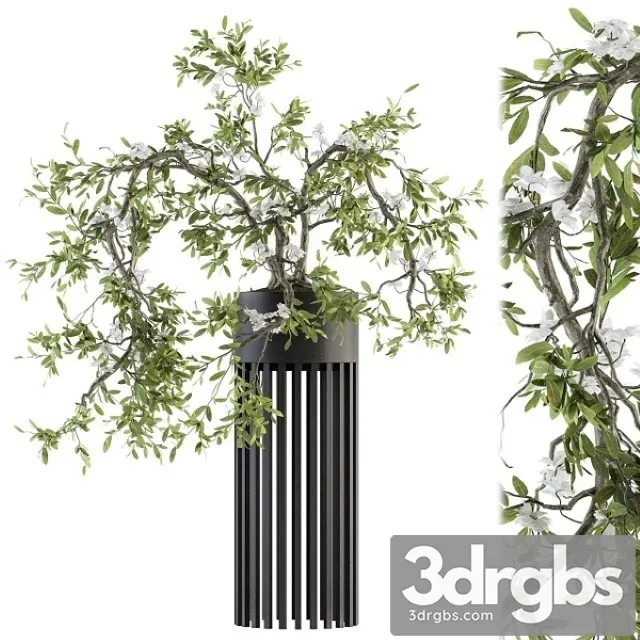 Indoor Plant Set 198 Bonsai in Pot 3D Model Download