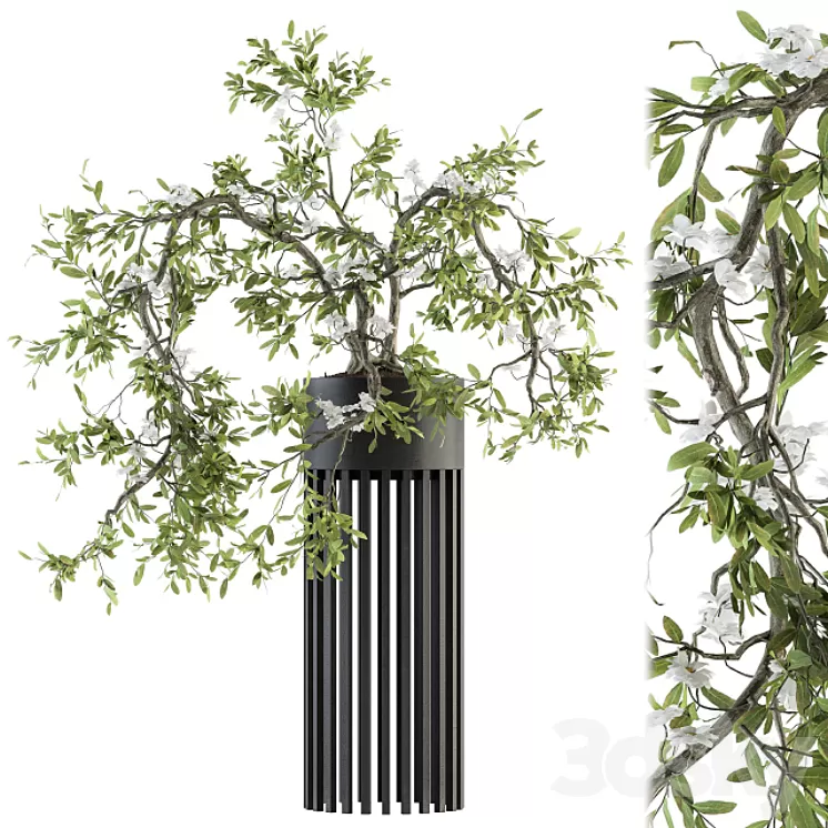 indoor Plant Set 198 – Bonsai in pot 3D Model indoor Plant Set 198 – Bonsai in pot 3D Model