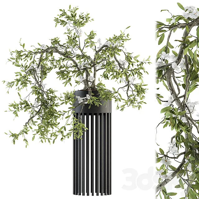indoor Plant Set 198 – Bonsai in pot 3DModel
