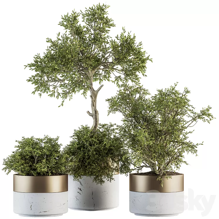 indoor Plant Set 200 – Tree in pot 3D Model indoor Plant Set 200 – Tree in pot 3D Model